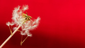 Dandelion macro flower on a red blurred background. - PhotoDune Item for Sale