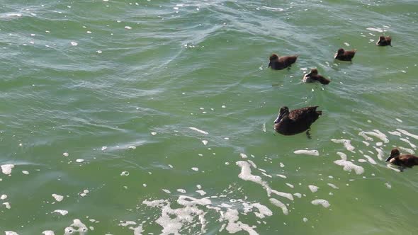 Five little ducks following their mother swimming on a lake in spring