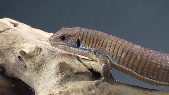 Sudan Plated Lizard - Gerrhosaurus Major on Wooden Snag at Black Background. Close Up