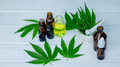 Hemp essential oil extract on a white background, hemp leaves. Selective focus. - PhotoDune Item for Sale