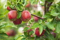Red apples - PhotoDune Item for Sale
