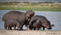 Family of Hippos - PhotoDune Item for Sale