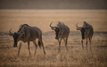 Great Migration  - PhotoDune Item for Sale