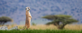 Meerkat standing looking for something.  Suricata suricatta wild predators in natural environment - PhotoDune Item for Sale