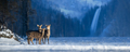 Close three young majestic red deer in winter forest with waterfall - PhotoDune Item for Sale