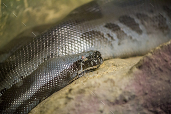 Sumatran Short-tailed Python (Python curtus) is a non-venomous snake.