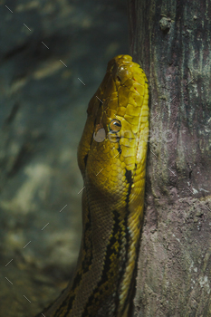 Python bivittatus exhibited in the zoo