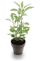Potted white sage isolated on a white background - PhotoDune Item for Sale