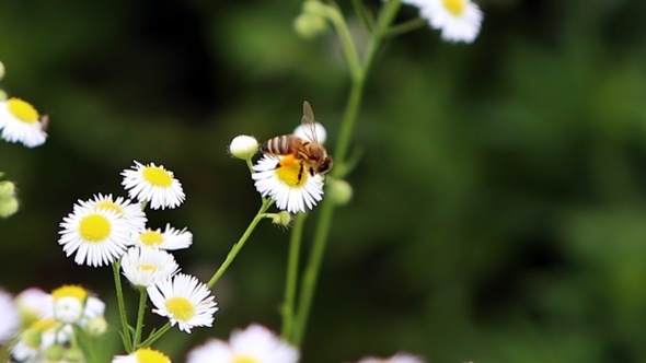 Bee and pollen and flower