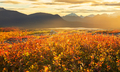 Autumn in Alaska - PhotoDune Item for Sale