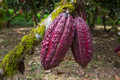 Cacao garden - PhotoDune Item for Sale