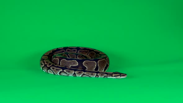 Royal Python or Python Regius Against a Green Background at Studio