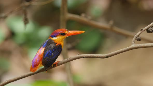 Female Oriental Dwarf Kingfisher calls, males comes and attempts to mate with is rejected in Jungles