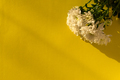 White chrysanthemums yellow background flat lay - PhotoDune Item for Sale
