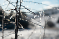 Snow tree icicle. Winter natural background. - PhotoDune Item for Sale