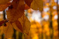 Yellow leaves are the sun. - PhotoDune Item for Sale