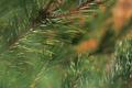 Spruce branch close-up. Winter natural texture. - PhotoDune Item for Sale