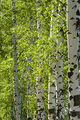Green birches close-up. - PhotoDune Item for Sale