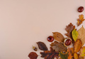 Autumn background with dry leaves. - PhotoDune Item for Sale