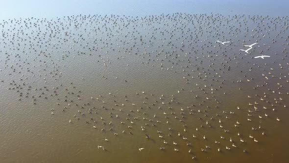 Huge Flock Of White-Fronted Geese On A Lake In Danube Delta