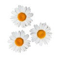 isolated chamomile flowers - PhotoDune Item for Sale