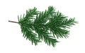 Christmas spruce, green fir twig isolated on white transparent background, Xmas pine tree branch - PhotoDune Item for Sale