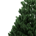 Christmas tree isolated on white transparent background, Green fir pine tree - PhotoDune Item for Sale