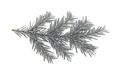 Christmas spruce, silver fir twig isolated on white transparent background, Xmas pine tree branch - PhotoDune Item for Sale