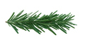 Christmas spruce, green fir twig isolated on white transparent background,  - PhotoDune Item for Sale
