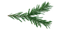Christmas tree branch isolated on white transparent background, Fir pine tree - PhotoDune Item for Sale