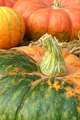 Group of green and yellow pumpkins - PhotoDune Item for Sale