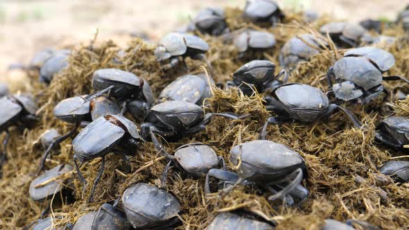 Close up from a group of scarab dung beetles forage and sift through pile dung