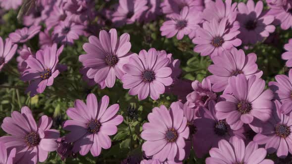 Flowering Purple Daisy Petals in Spring