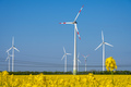 Wind turbines and power lines in a field of flowering rapeseed - PhotoDune Item for Sale