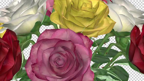 Rose Bouquet - Colorful Flowers - Spinning Loop - CU