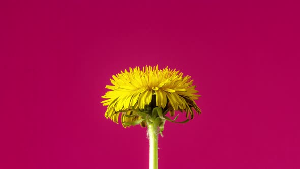 Dandelion Blossom Timelapse on Red 