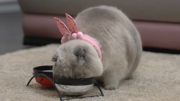 Cat Eating From Bowls