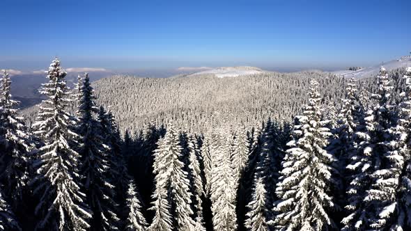 Fly near Spruce covered Snow. Aerial Drone view of Winter Forest in the Mountains. 