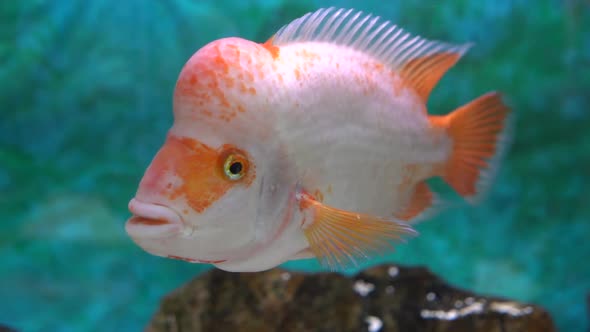 Close-up view of the Midas Ciclid (Amphilophus citrinellus)