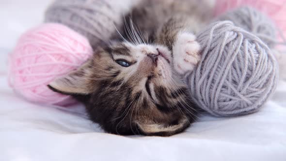 Striped Kitten Falls Asleep and Closes Its Eyes