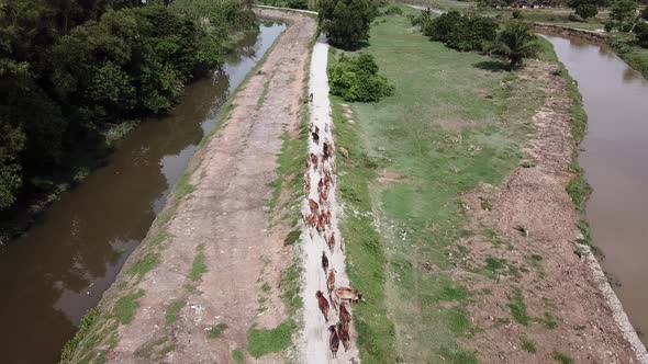 Drone shot look down group of cows walk at the rural country sid