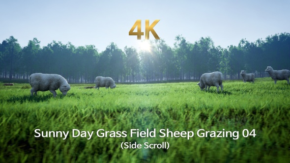 Sunny Day Grass Field Sheep Grazing 04(Side Scroll)