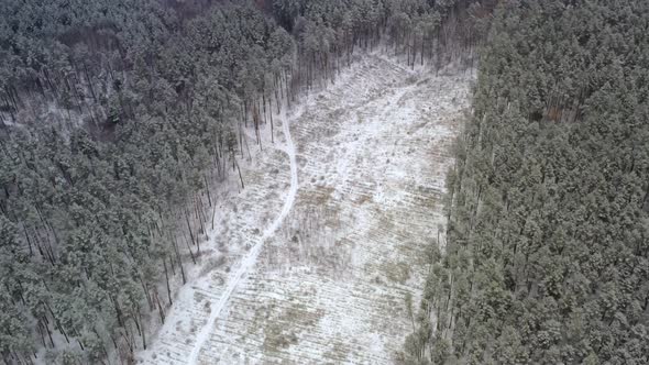 Deforestation Zone in Pine Coniferous Forest on Winter Day at Snowy Weather  Drone Orbiting Shot