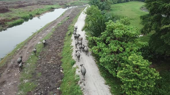 Aerial view herd of buffaloes walk at the rural path