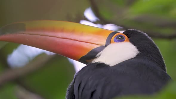 CLose up headshot of a cute toucan against a green background