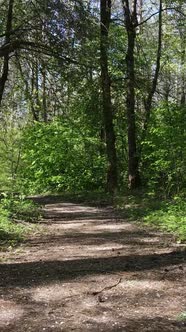 Vertical Video of Green Forest During the Day