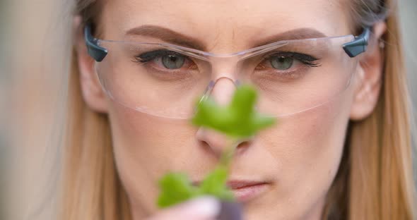 Close Up of Scientist or Researcher Looking at Young Plant and Examining Plant