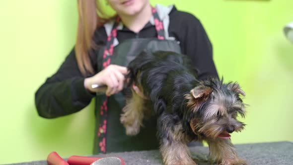 Woman Groomer Combs of Yorkshire Terrier After Washing