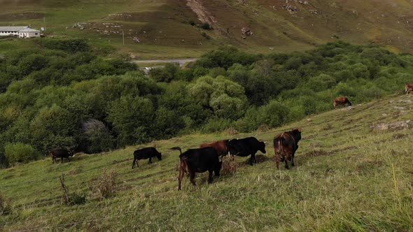 Aerial View of Flight on an Autumn Pasture in the Mountains