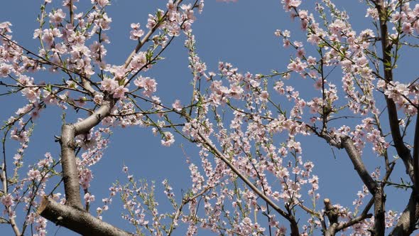 Slow tilt  Prunus persica spring flowers against blue sky 4K 2160p 30fps UltraHD footage - Colorful 